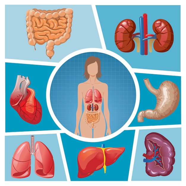 Cartoon human body parts composition with lungs kidneys stomach spleen liver heart intestine isolated