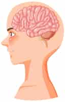 Vettore gratuito illustrazione di anatomia del cervello umano del fumetto