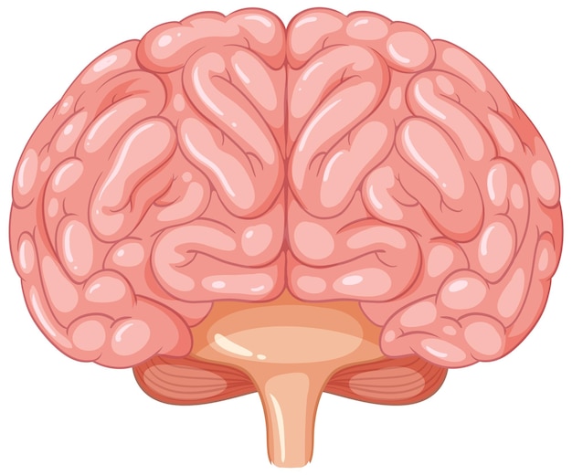 Free vector cartoon illustration of human brain anatomy