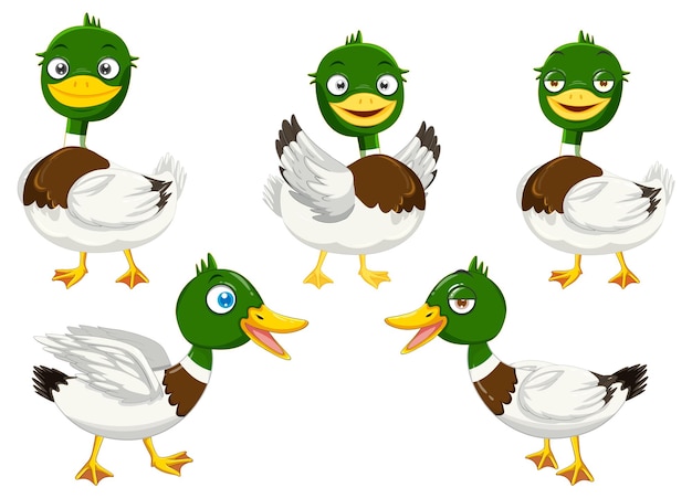 Free Vector cartoon mallard ducks set