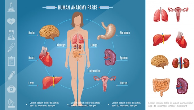 Picture Of Women\'S Internal Organs - Female Anatomy Diagram Photos And