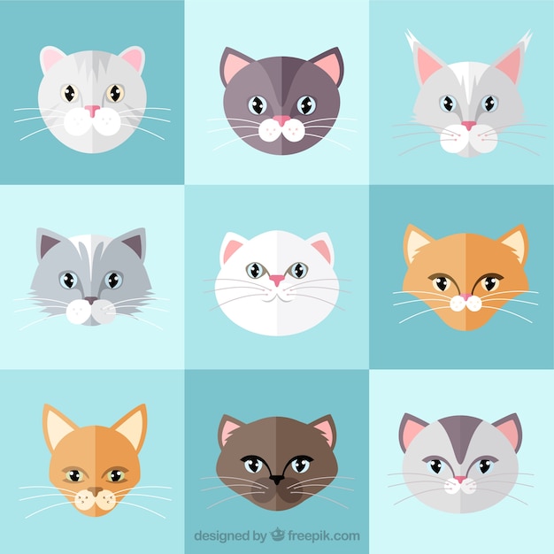 Page 8  Cute Cat Face Images - Free Download on Freepik