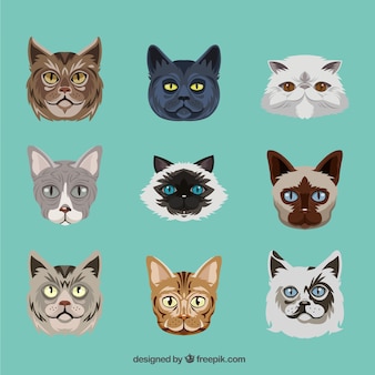 大きな猫メインクーンのイラスト プレミアムベクター 大きな猫メインクーンのイラスト プレミアムベクター