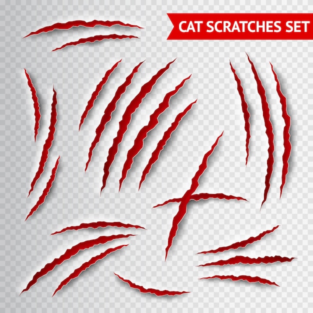 Cat scratches transparent