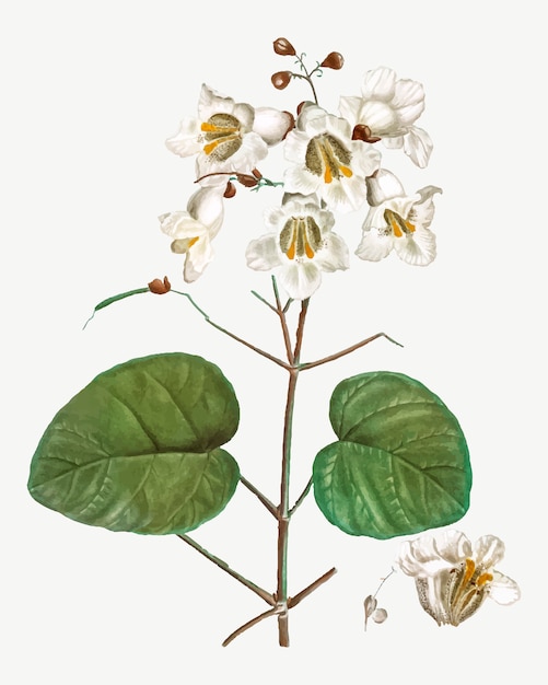 Free vector catalpa flowers