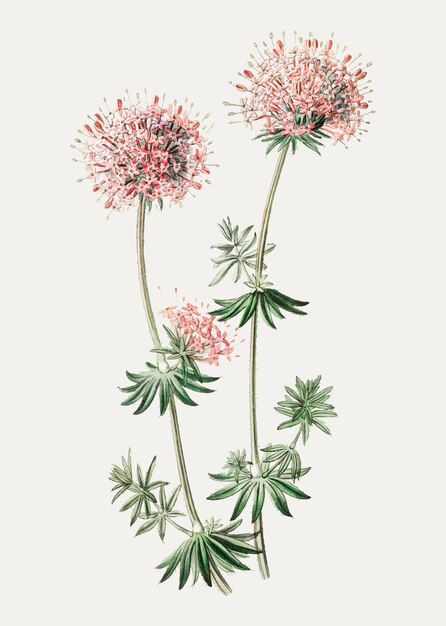 Caucasian crosswort