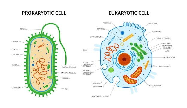 Vettore gratuito anatomia cellulare della composizione eucariotica e procariotica con set di immagini colorate con puntatori didascalie di testo illustrazione vettoriale