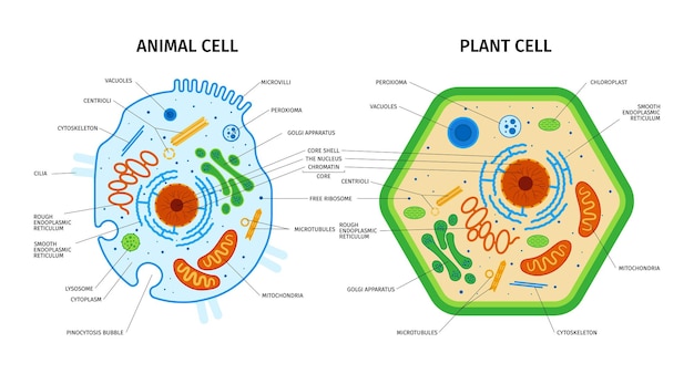Vettore gratuito anatomia cellulare della composizione vegetale e animale con set di immagini educative colorate con didascalie di testo illustrazione vettoriale