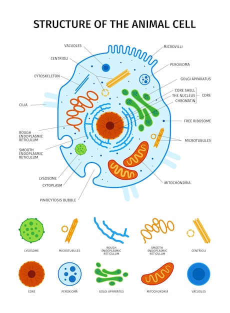 Набор клеточной анатомии с изолированными иконками основных элементов клеток животных с обзором и векторной иллюстрацией текстовых подписей