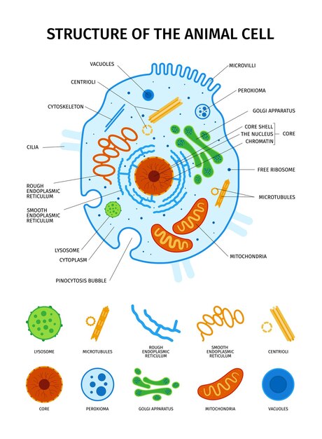 Набор клеточной анатомии с изолированными иконками основных элементов клеток животных с обзором и векторной иллюстрацией текстовых подписей