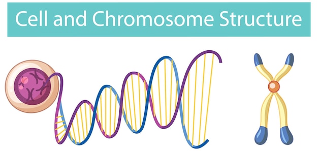 Cell and Chromosome Structure infographic