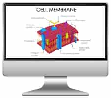 Free vector cell membrane structure on computer desktop