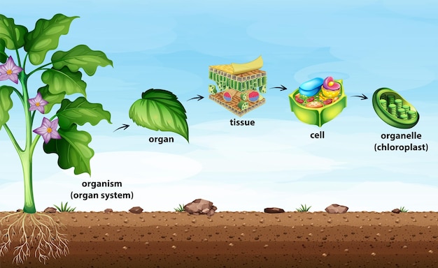 Free vector cell organisation in plants