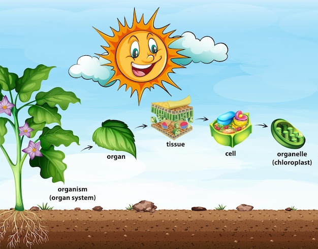 Free vector cell organisation in plants