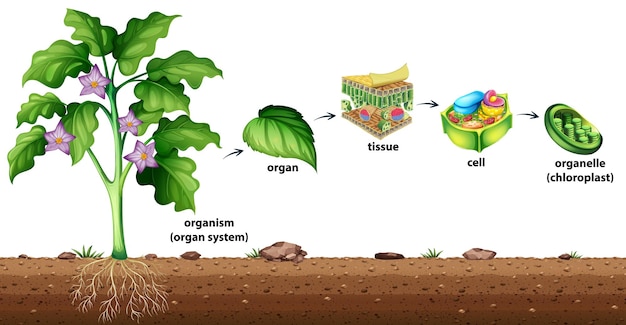 Free vector cell organisation in plants