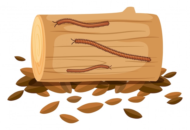 Centipede on wood on white background