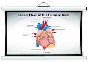Free vector chart showing blood flow in human heart