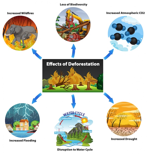 Vettore gratuito grafico che mostra gli effetti della deforestazione