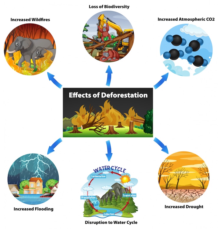 Free Vector chart showing effects of deforestation