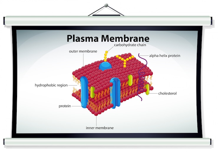 Free Vector chart showing plasma membrane
