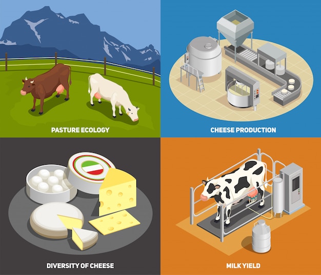 Free vector cheese production concept set of pasture milk yield manufacturing diversity of cheese square icons isometric