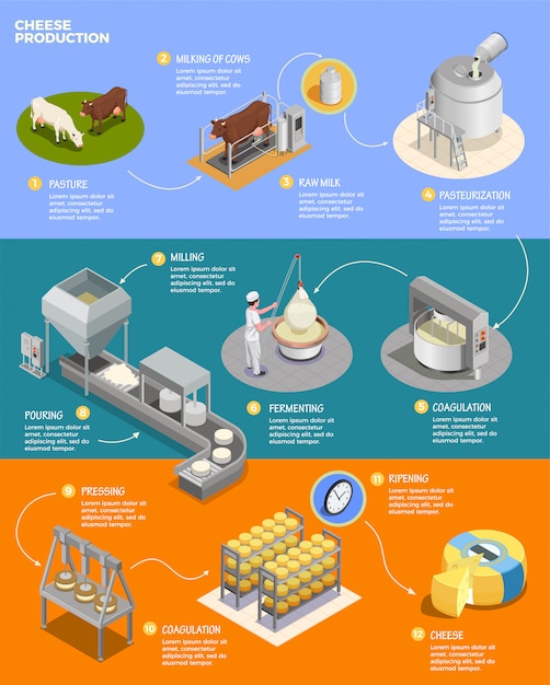 Cheese production isometric infographics layout with eleven phases of cheese preparation from raw milk
