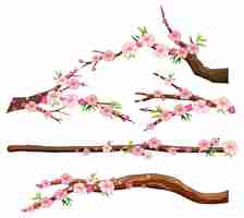 Free vector cherry blossom branch isolated