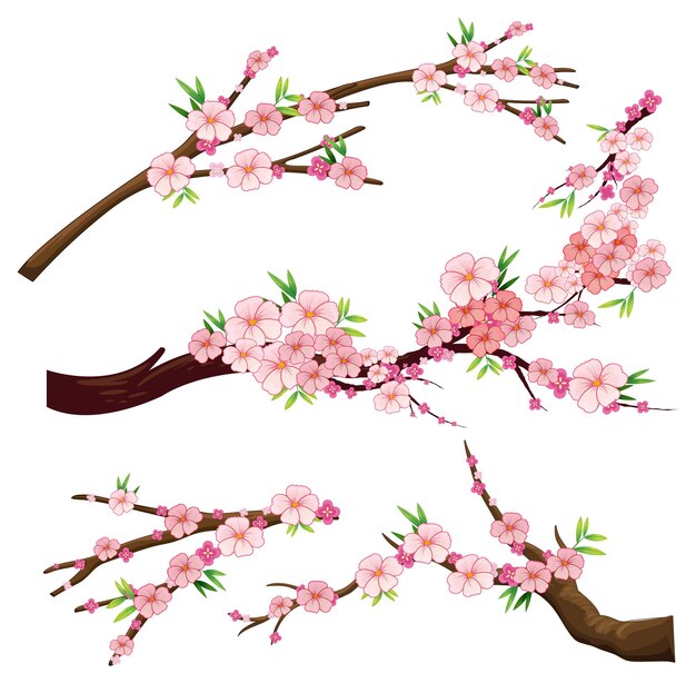 Cherry blossom branch isolated