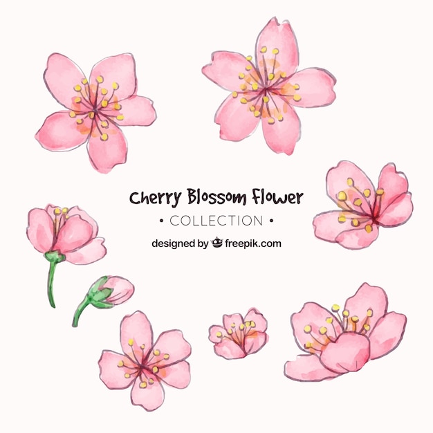 Free vector cherry blossom collection in watercolor style