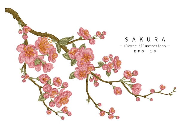 Cherry blossom flower hand drawn botanical illustrations.