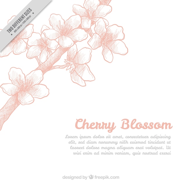 Vettore gratuito cherry blossom schizzo sfondo