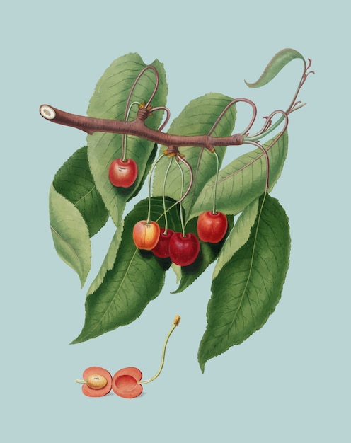 Cherry from Pomona Italiana illustration