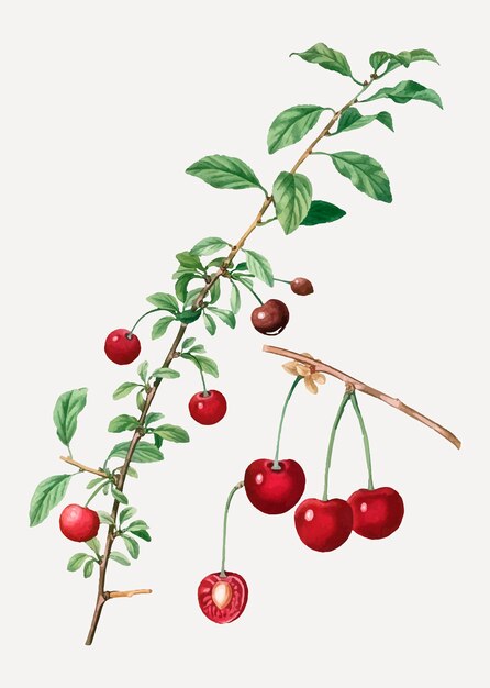 Cherry tree branch