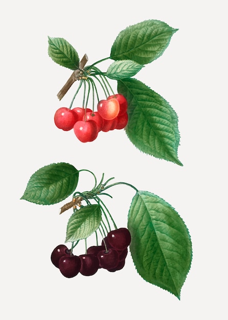 Free vector cherry tree branch