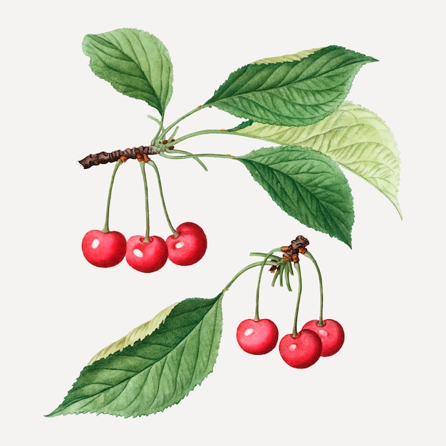 Cherry tree branch