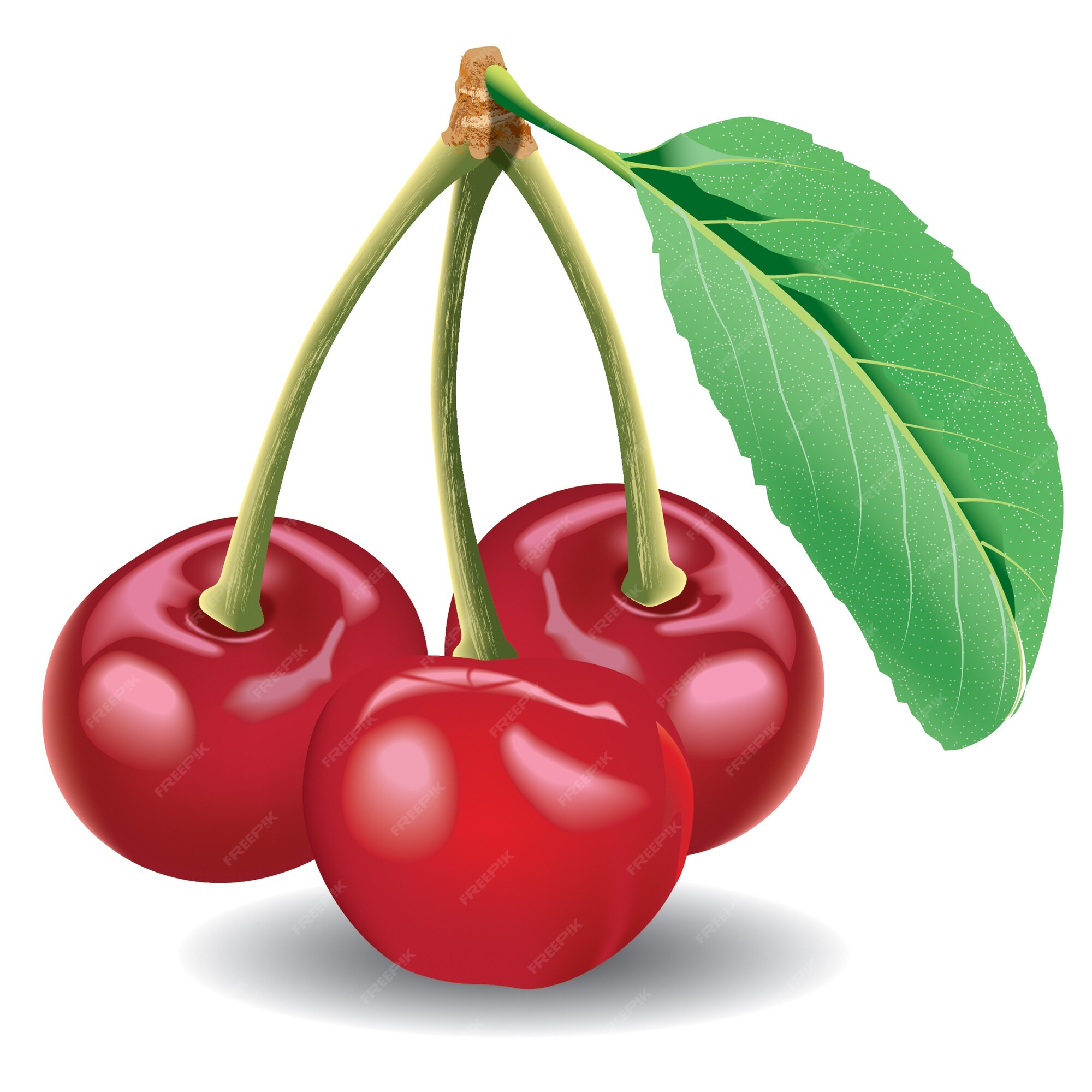 Premium Vector | Cherry