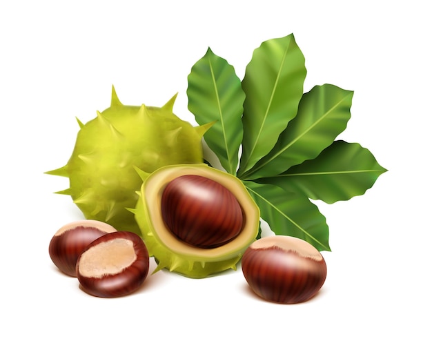 Free vector chestnut with leaves and spiky shell isolated on white