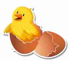 Free vector chick hatching from an egg on white background