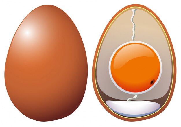 Анатомия куриных яиц