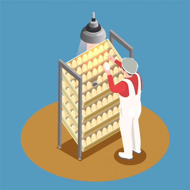 Free vector chicken farm isometric design concept with incubator rack and employee looking through chicken eggs