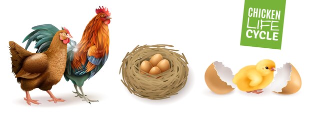 Chicken life cycle realistic horizontal set  with hen rooster fertile eggs and newly hatched chick 