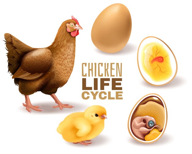 Chicken life cycle stages realistic  composition from fertile egg embryo development hatching to adult hen 