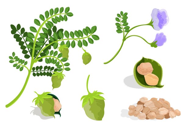 병아리 콩 콩 및 식물 그림
