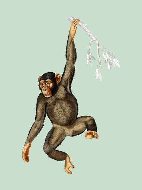 無料ベクター charles dessalines d'orbigny（1806-1876）が描いたチンパンジー（troglodyte chimpanze）。