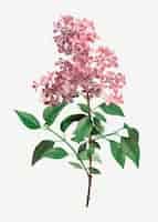 Free vector chinese lilac