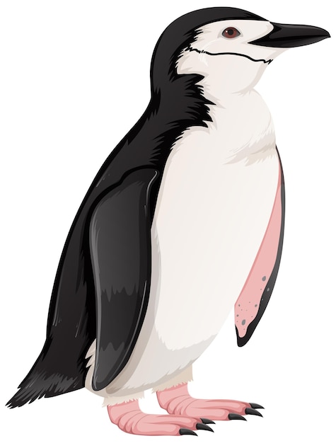 Бесплатное векторное изображение Подбородочный пингвин на белом фоне