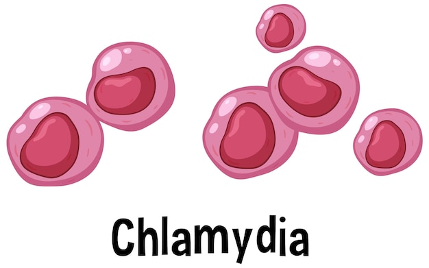 Mengenal Chlamydia: Penyakit Menular Akibat Seks Bebas