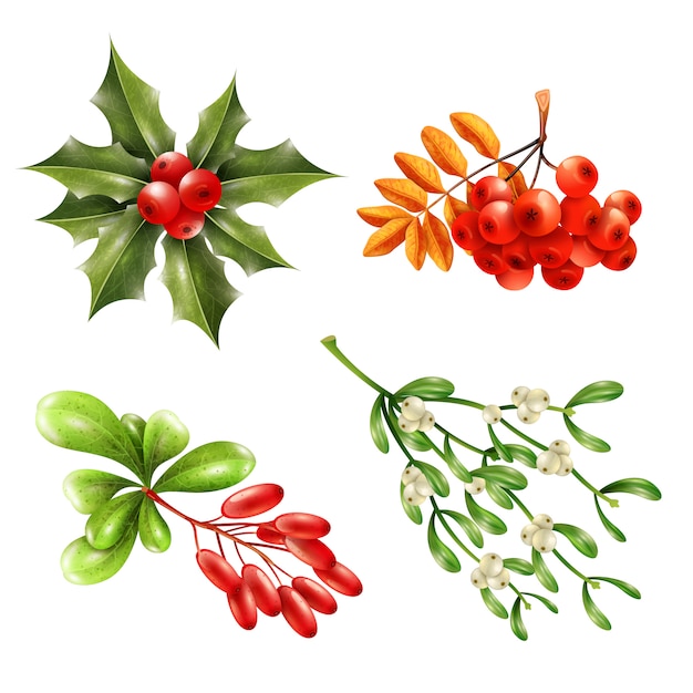 Christmas berry branches set