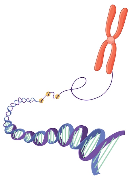 Vettore gratuito cromosoma e struttura del dna