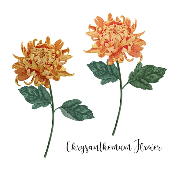 Download Chrysanthemum Images | Free Vectors, Stock Photos & PSD